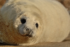 David Plant Photography - Wildlife Photography - Grey seal - Y