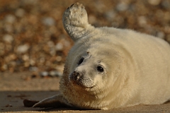 David Plant Photography - Wildlife Photography - Grey seal - Z