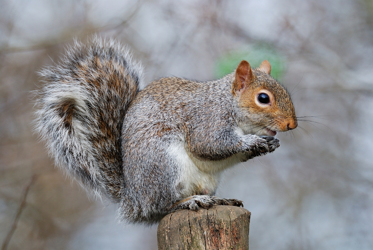 David Plant Photography - Wildlife Photographer - Grey squirrel - A.jpg - Grey squirrel, Sciurus carolinensis - Leicestershire
