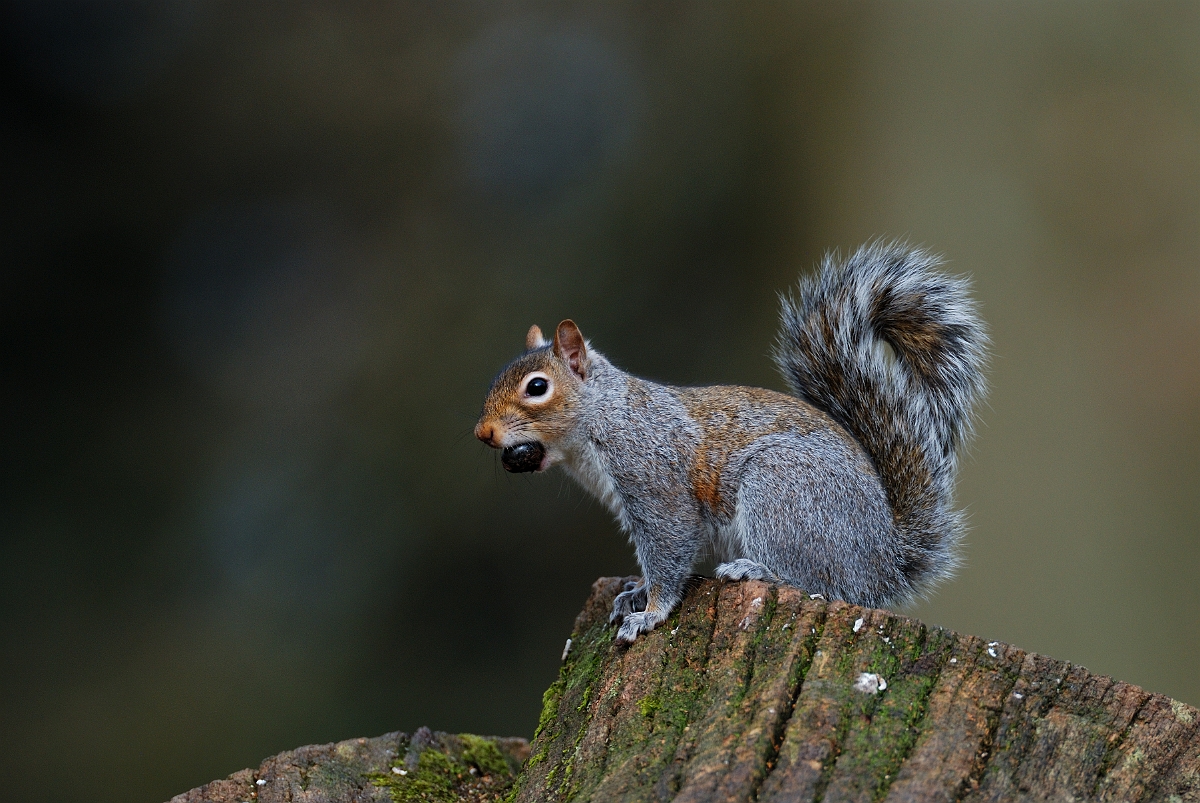 David Plant Photography - Wildlife Photographer - Grey squirrel - B.jpg - Grey squirrel, Sciurus carolinensis - Forest of Dean
