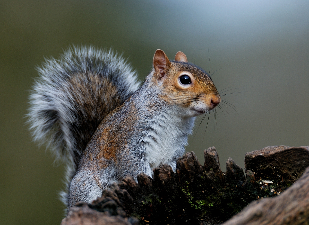 David Plant Photography - Wildlife Photographer - Grey squirrel - C.jpg - Grey squirrel, Sciurus carolinensis - Forest of Dean