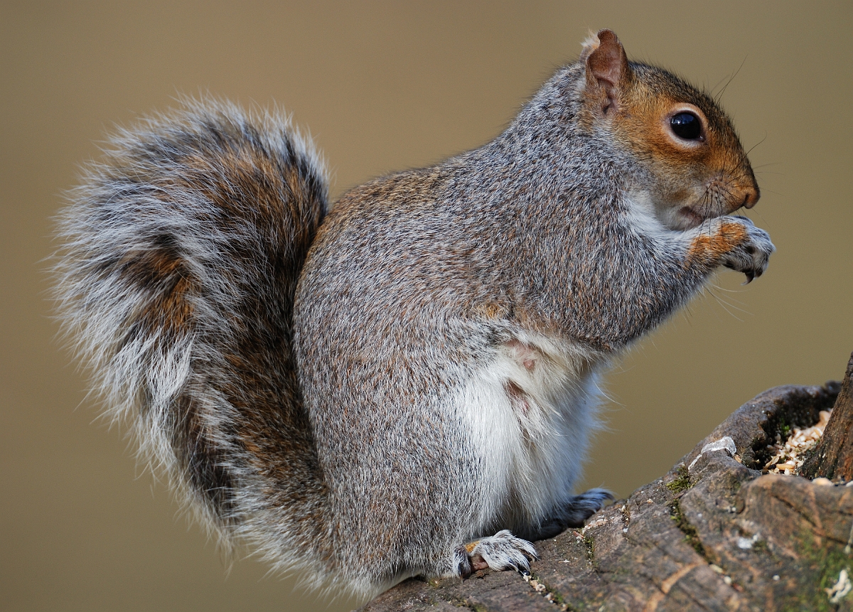David Plant Photography - Wildlife Photographer - Grey squirrel - F.jpg - Grey squirrel, Sciurus carolinensis - Forest of Dean