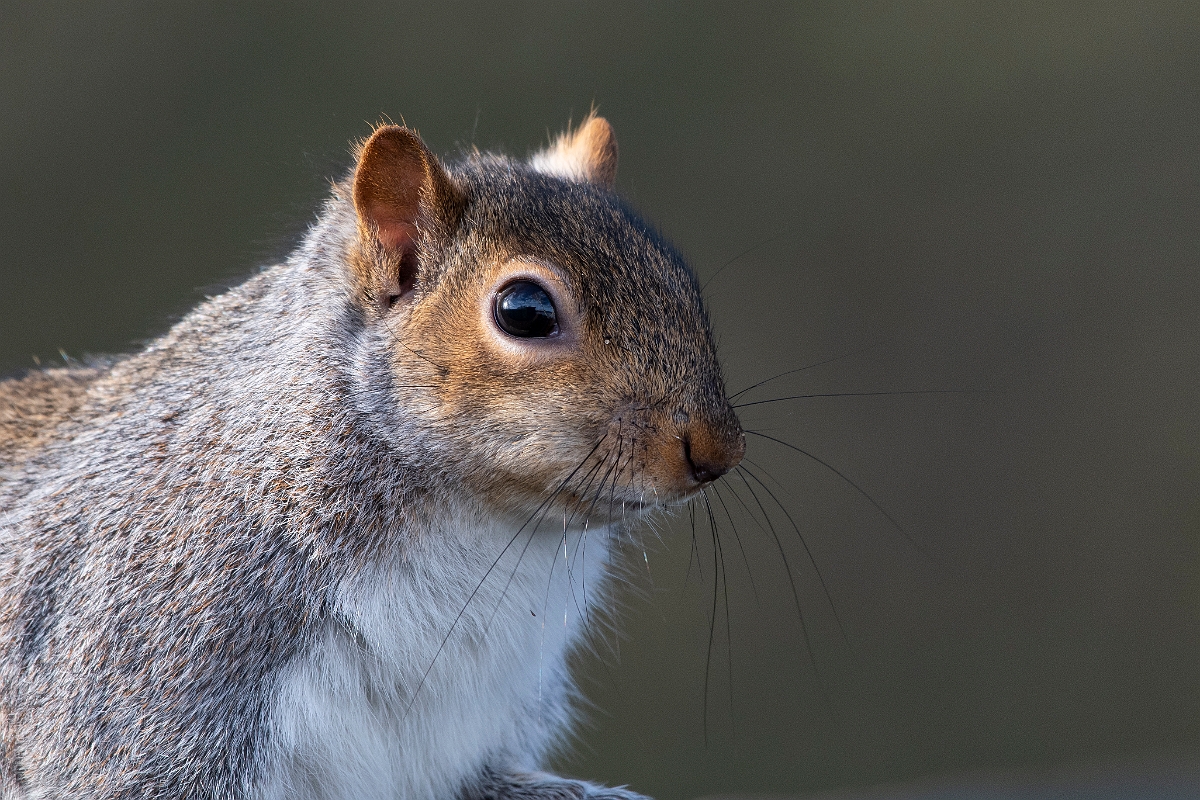David Plant Photography - Wildlife Photography - Grey squirrel - H.jpg - Grey squirrel, Sciurus carolinensis - Cambridgeshire