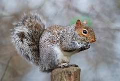 David Plant Photography - Wildlife Photographer - Grey squirrel - A