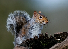 David Plant Photography - Wildlife Photographer - Grey squirrel - C