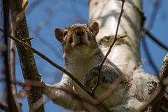 David Plant Photography - Wildlife Photography - Grey squirrel - M