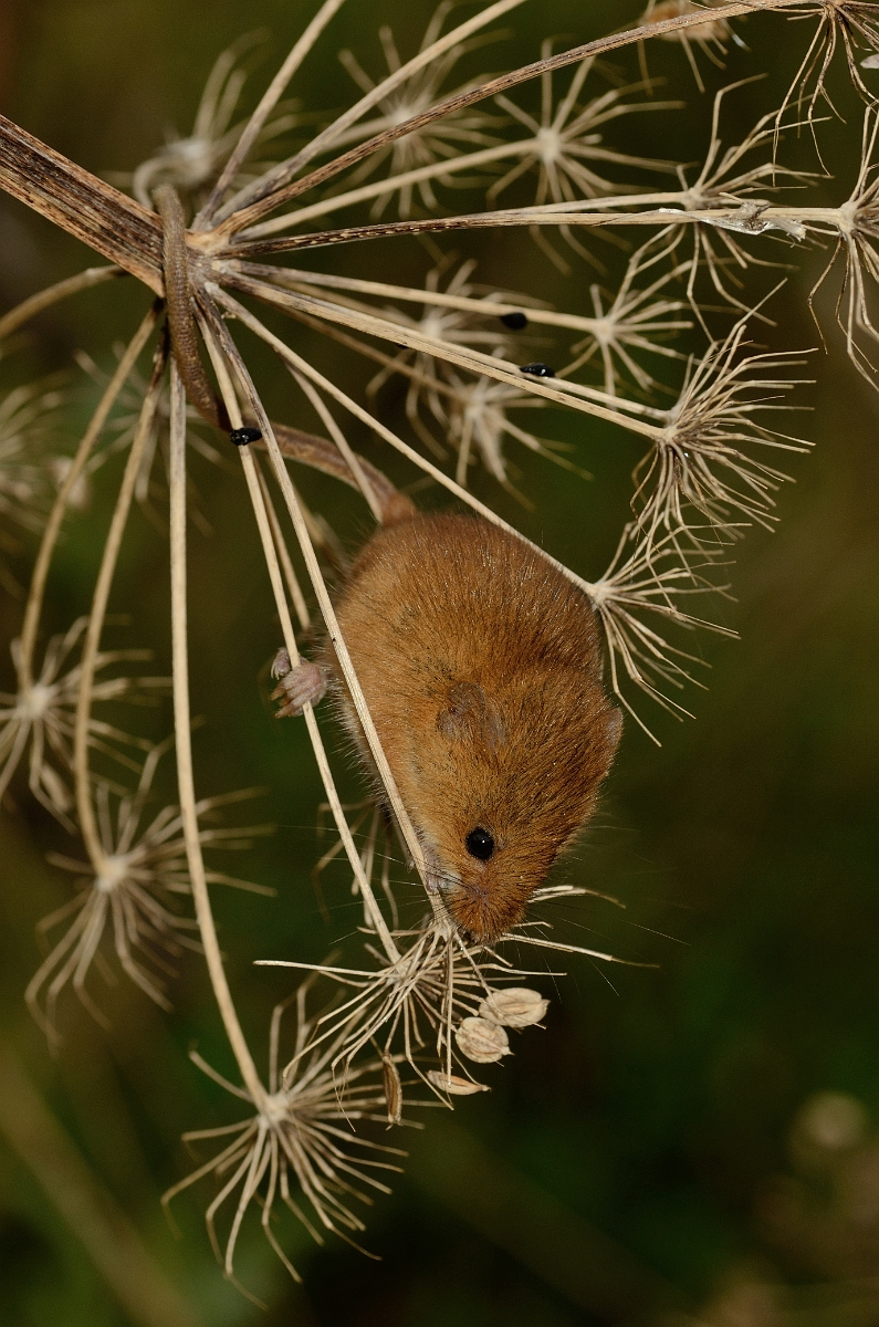 David Plant Photography - Wildlife Photography - Harvest mouse - B.jpg - Harvest mouse, Micromys minutus, in hogweed - Cambridgeshire