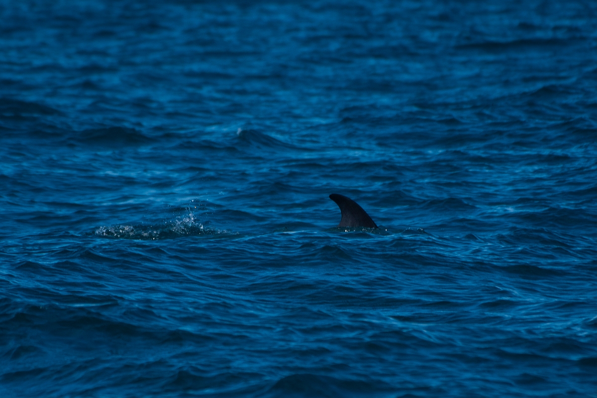 David Plant Photography - Wildlife Photography - Minke whale - B.JPG - Minke whale, Balaenoptera acutorostrata, fin - Sea off Devon