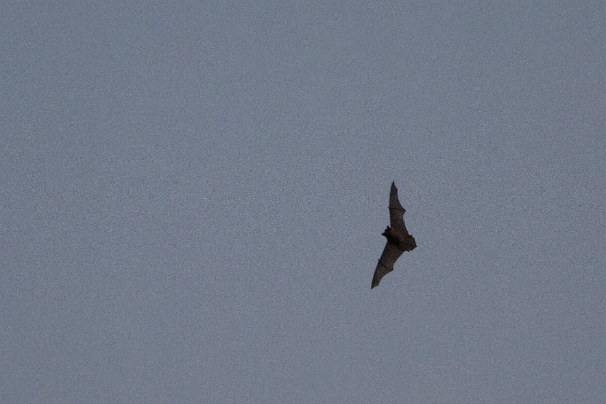 David Plant Photography - Wildlife Photography - Noctule - A.JPG - Noctule, Nyctalus noctula, inf light - Devon