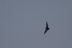 David Plant Photography - Wildlife Photography - Noctule - A