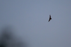 David Plant Photography - Wildlife Photography - Noctule - B