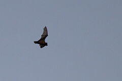 David Plant Photography - Wildlife Photography - Noctule - D