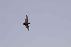 David Plant Photography - Wildlife Photography - Noctule - E