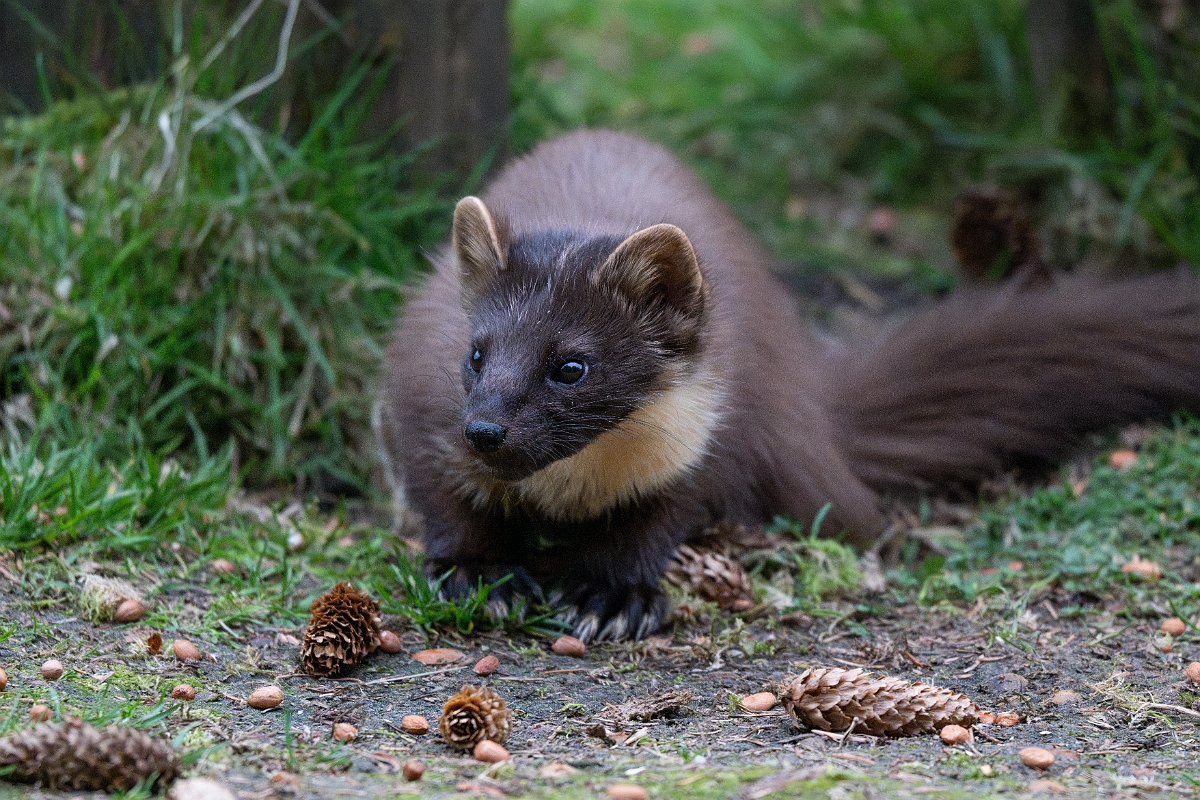 David Plant Photography - Wildlife Photography - Pine marten - A.jpg - Pine marten, Martes martes, female - Moray