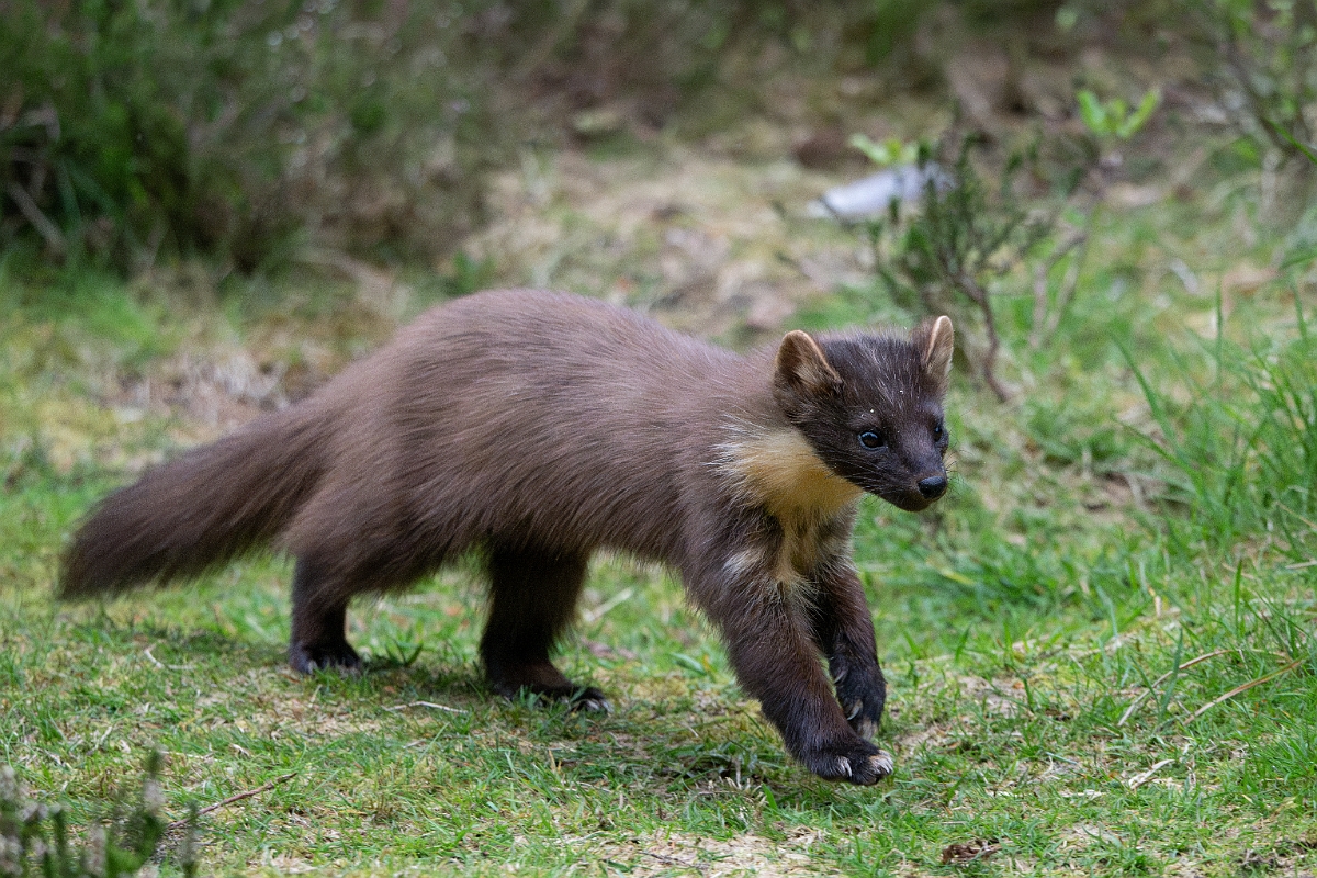 David Plant Photography - Wildlife Photography - Pine marten - AB.jpg - Pine marten, Martes martes, female - Moray