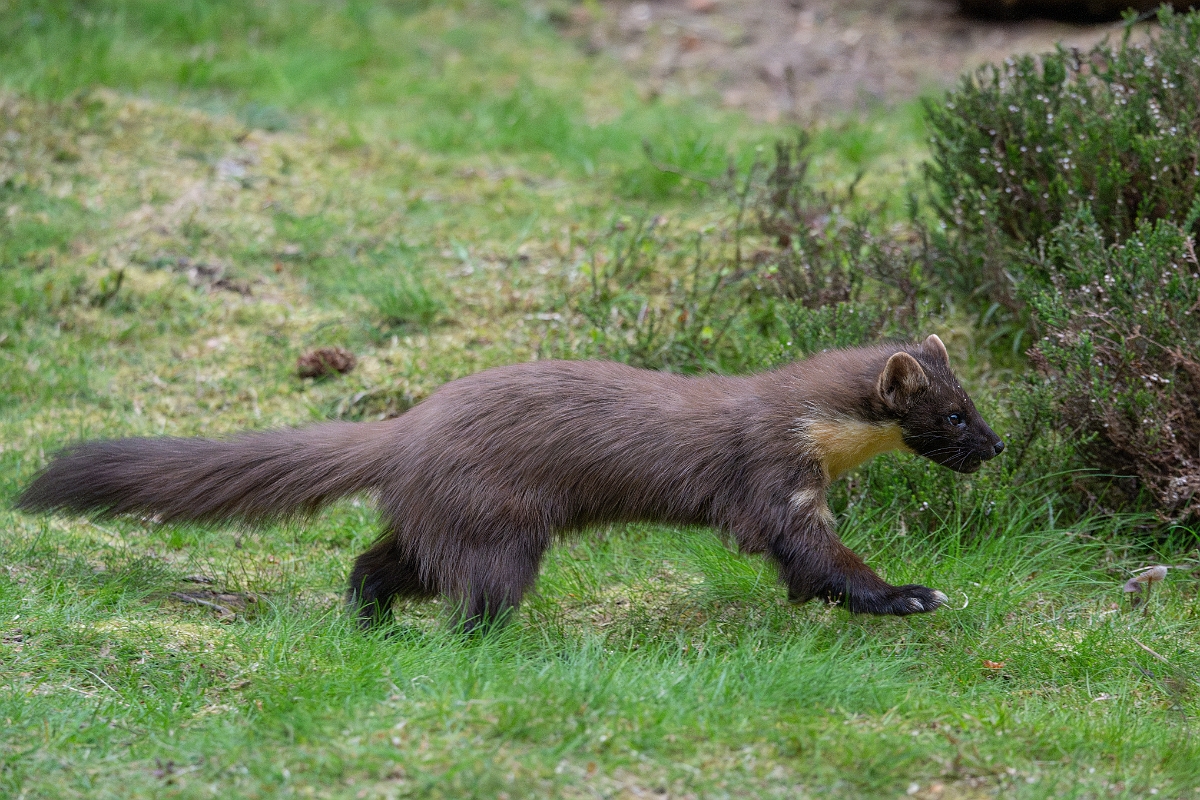 David Plant Photography - Wildlife Photography - Pine marten - AC.jpg - Pine marten, Martes martes, female - Moray