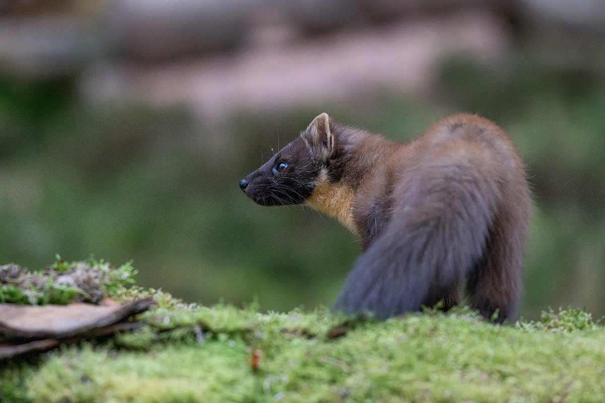 David Plant Photography - Wildlife Photography - Pine marten - AE.jpg - Pine marten, Martes martes, female - Moray