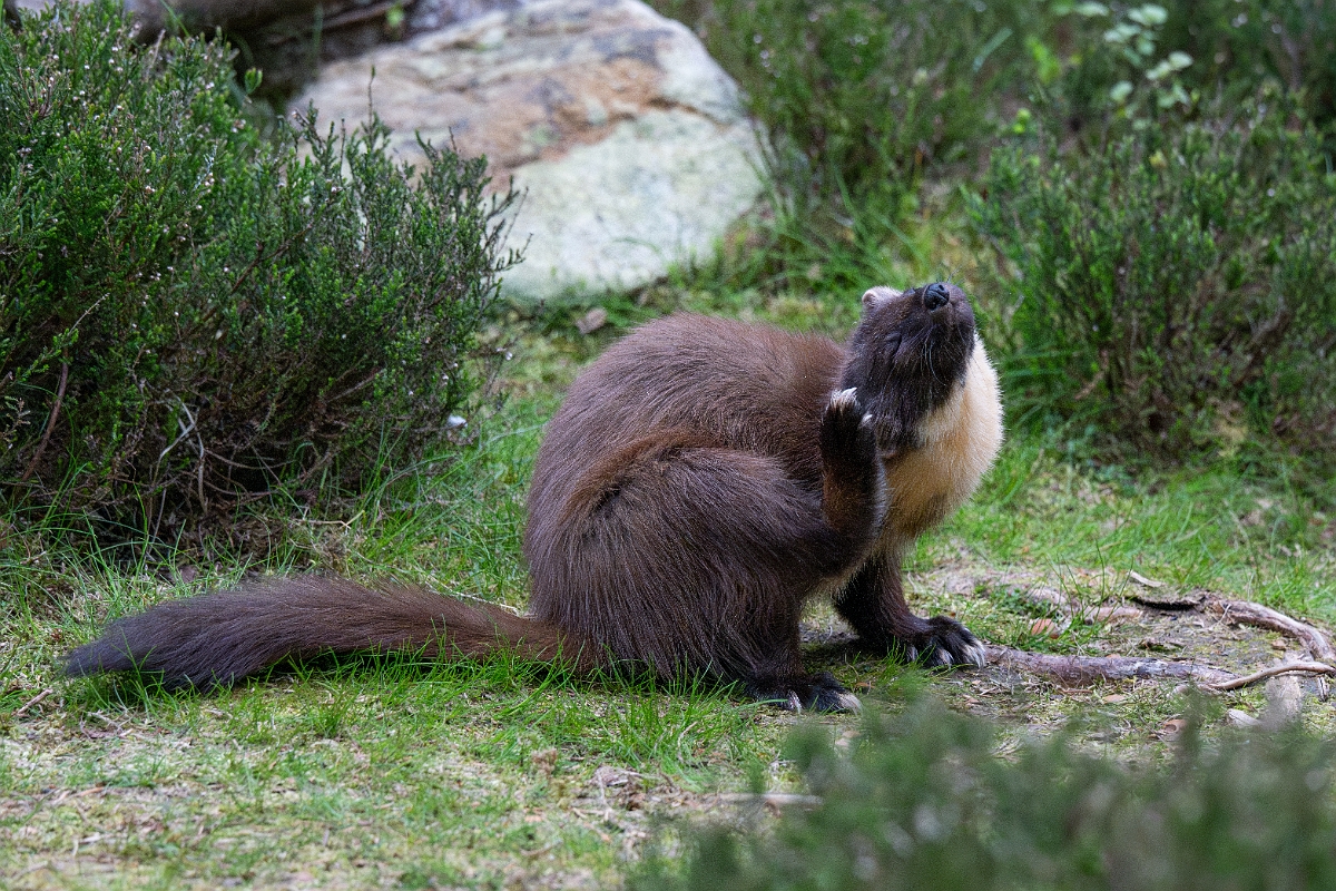 David Plant Photography - Wildlife Photography - Pine marten - AF.jpg - Pine marten, Martes martes, female - Moray
