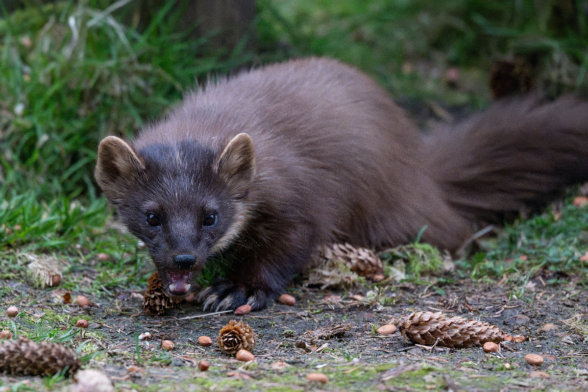 David Plant Photography - Wildlife Photography - Pine marten - B.jpg - Pine marten, Martes martes, female - Moray