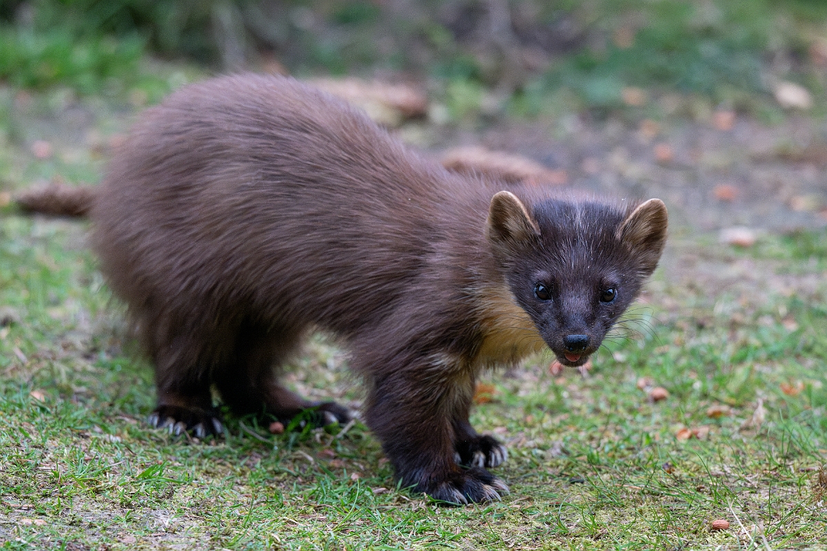 David Plant Photography - Wildlife Photography - Pine marten - C.jpg - Pine marten, Martes martes, female - Moray