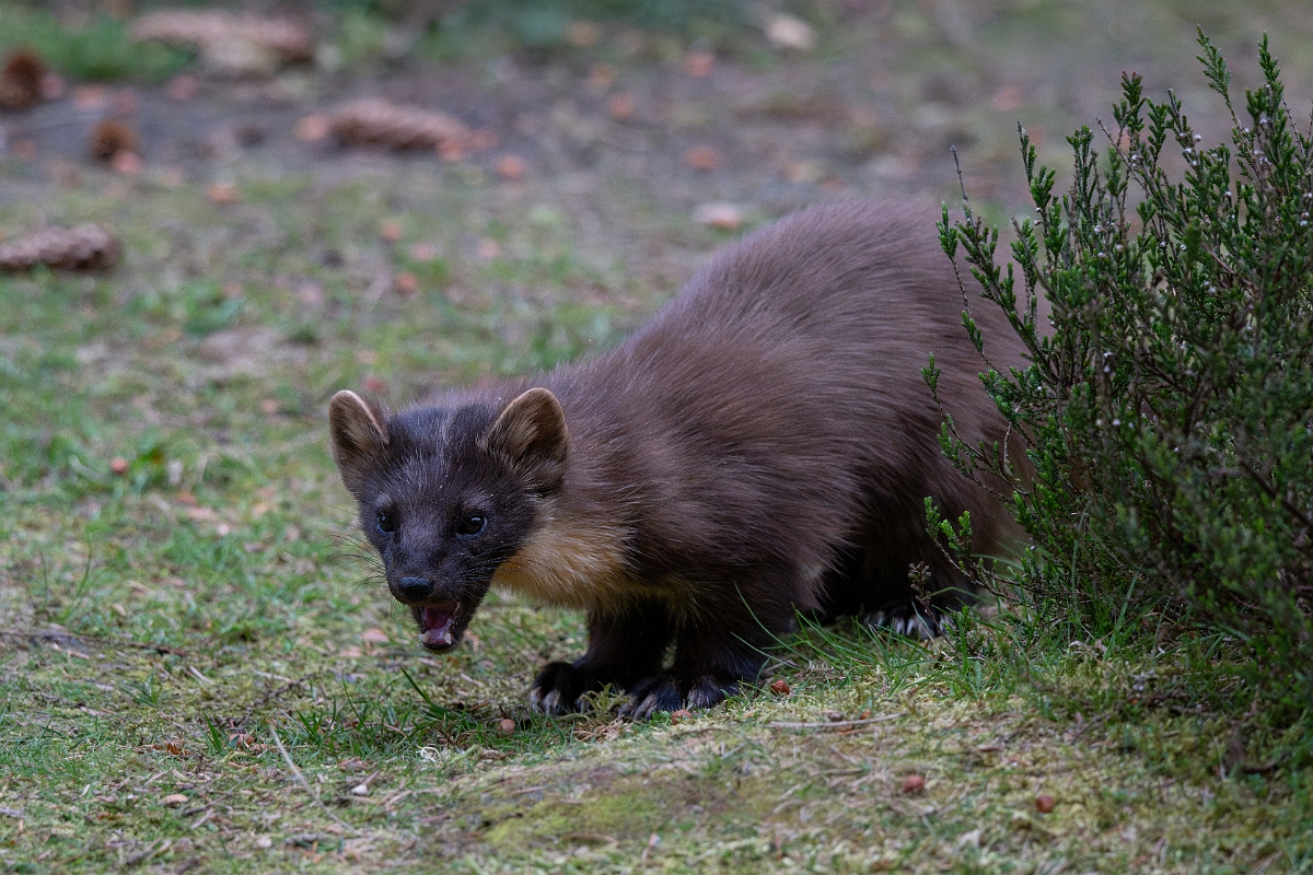 David Plant Photography - Wildlife Photography - Pine marten - D.jpg - Pine marten, Martes martes, female - Moray
