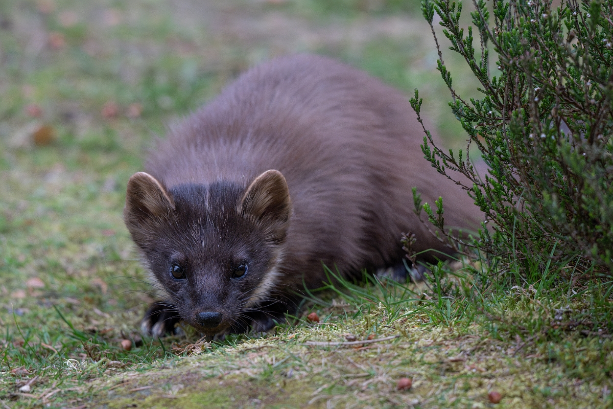 David Plant Photography - Wildlife Photography - Pine marten - E.jpg - Pine marten, Martes martes, female - Moray