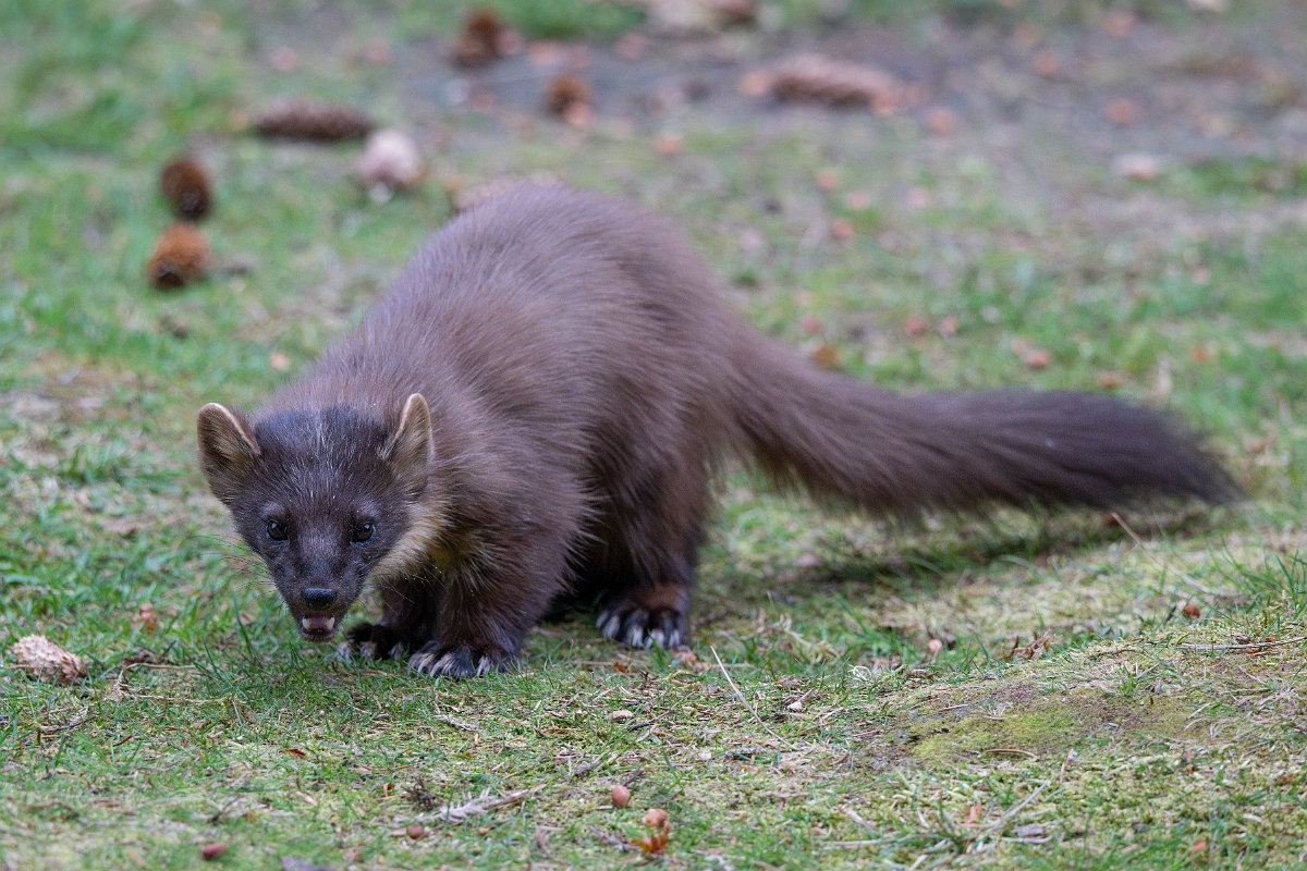 David Plant Photography - Wildlife Photography - Pine marten - F.jpg - Pine marten, Martes martes, female - Moray