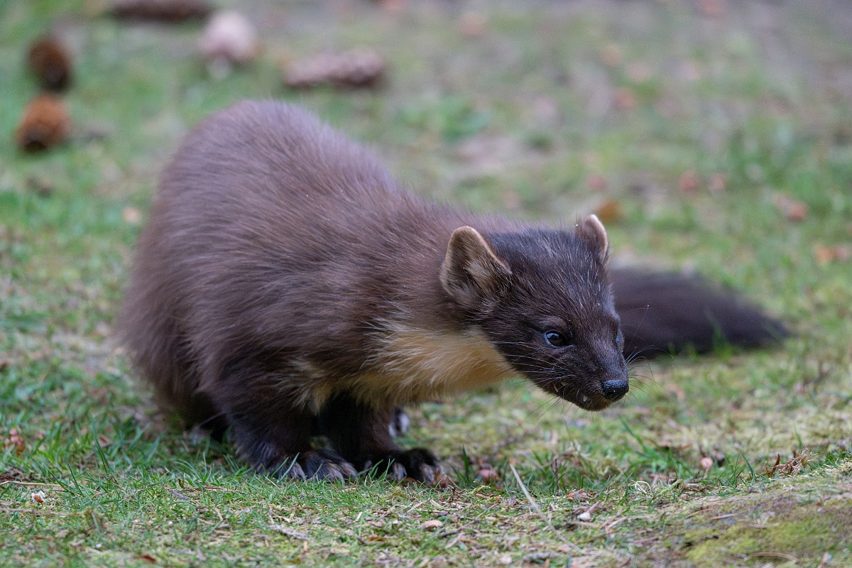 David Plant Photography - Wildlife Photography - Pine marten - G.jpg - Pine marten, Martes martes, female - Moray