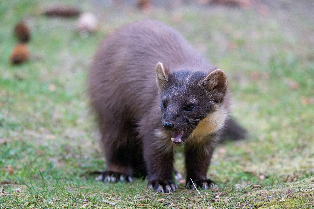 David Plant Photography - Wildlife Photography - Pine marten - H.jpg - Pine marten, Martes martes, female - Moray