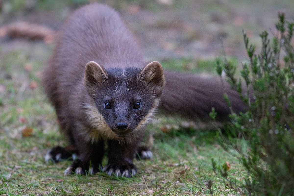 David Plant Photography - Wildlife Photography - Pine marten - I.jpg - Pine marten, Martes martes, female - Moray