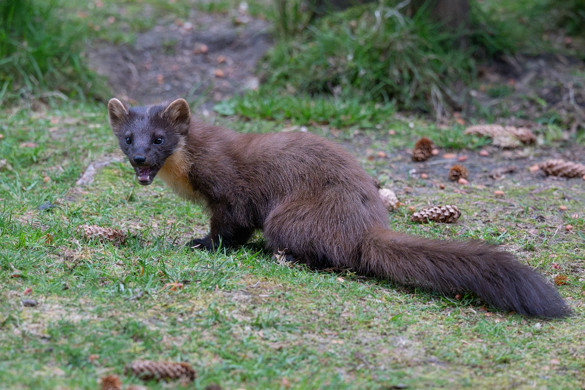 David Plant Photography - Wildlife Photography - Pine marten - J.jpg - Pine marten, Martes martes, female - Moray