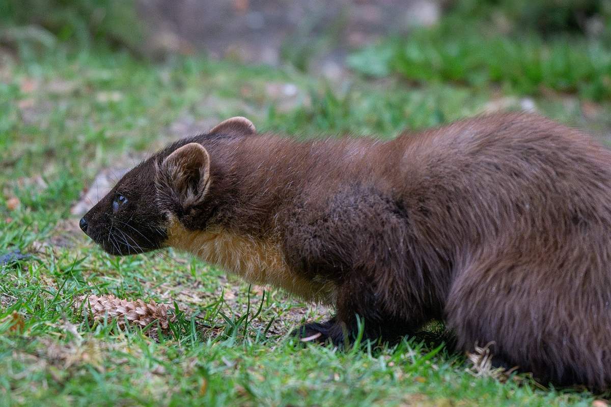 David Plant Photography - Wildlife Photography - Pine marten - K.jpg - Pine marten, Martes martes, female - Moray