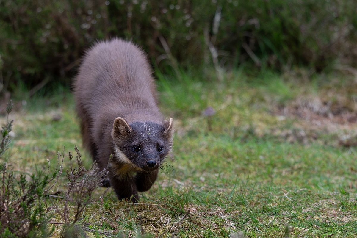 David Plant Photography - Wildlife Photography - Pine marten - L.jpg - Pine marten, Martes martes, female - Moray