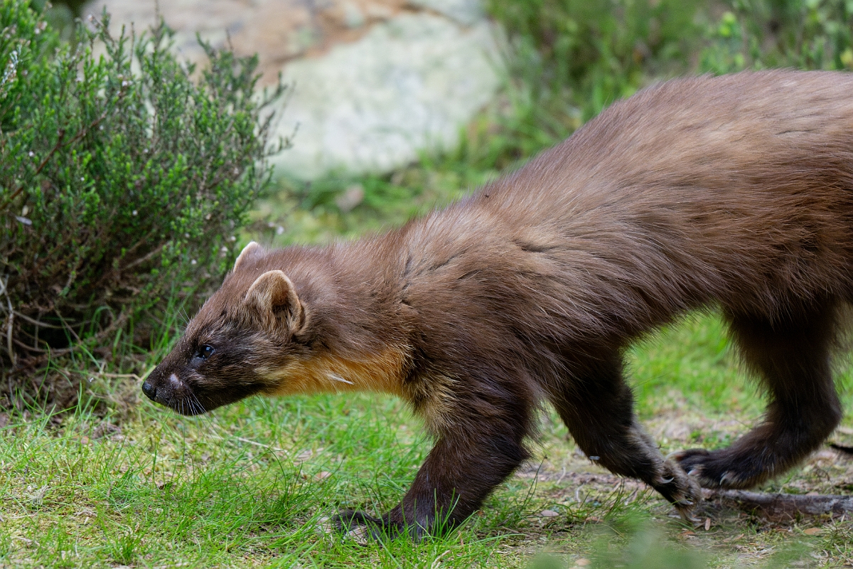 David Plant Photography - Wildlife Photography - Pine marten - O.jpg - Pine marten, Martes martes, male - Moray