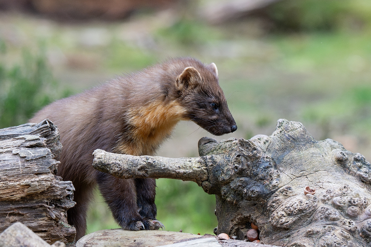 David Plant Photography - Wildlife Photography - Pine marten - P.jpg - Pine marten, Martes martes, male - Moray