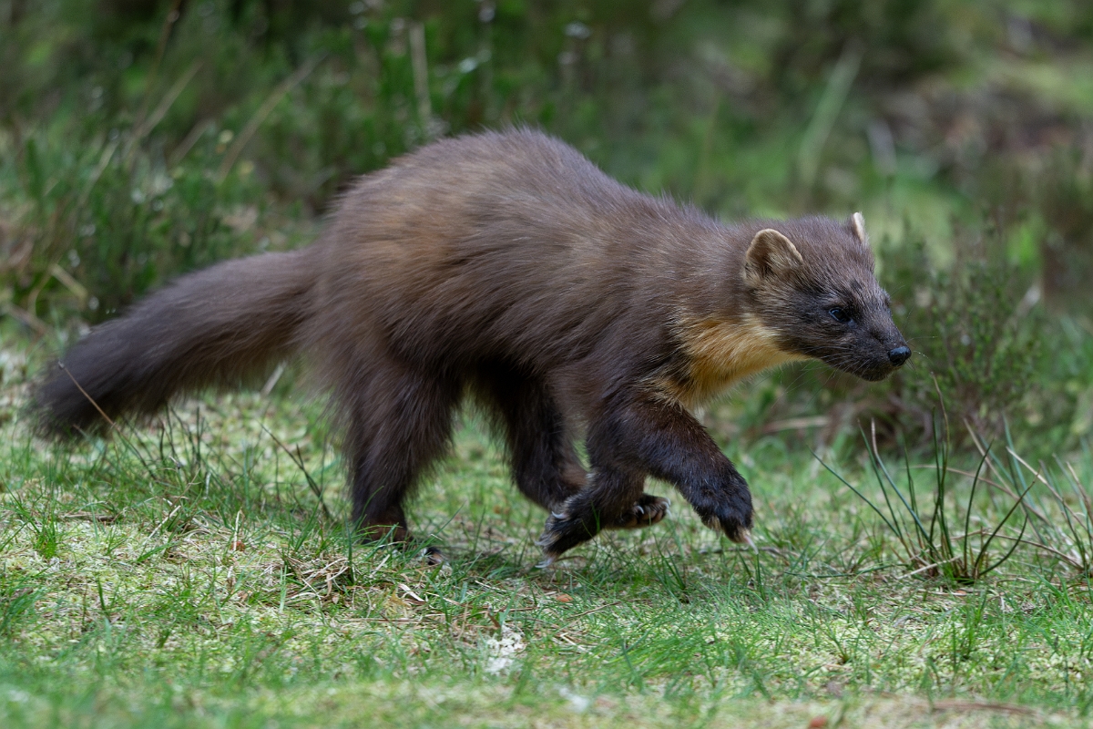 David Plant Photography - Wildlife Photography - Pine marten - U.jpg - Pine marten, Martes martes, male - Moray
