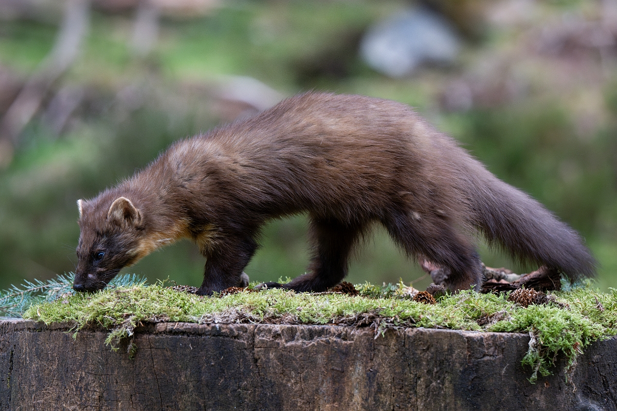 David Plant Photography - Wildlife Photography - Pine marten - V.jpg - Pine marten, Martes martes, male - Moray