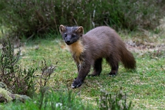 David Plant Photography - Wildlife Photography - Pine marten - AA