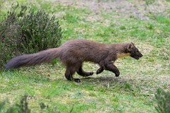 David Plant Photography - Wildlife Photography - Pine marten - AD