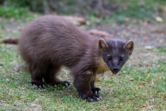 David Plant Photography - Wildlife Photography - Pine marten - C
