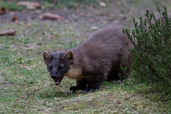David Plant Photography - Wildlife Photography - Pine marten - D