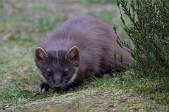 David Plant Photography - Wildlife Photography - Pine marten - E