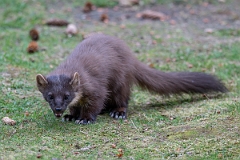 David Plant Photography - Wildlife Photography - Pine marten - F