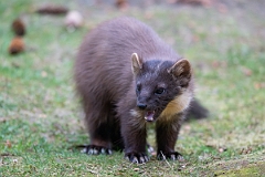 David Plant Photography - Wildlife Photography - Pine marten - H