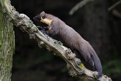 David Plant Photography - Wildlife Photography - Pine marten - M