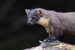 David Plant Photography - Wildlife Photography - Pine marten - N