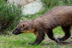 David Plant Photography - Wildlife Photography - Pine marten - O