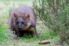 David Plant Photography - Wildlife Photography - Pine marten - Q