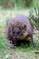David Plant Photography - Wildlife Photography - Pine marten - R