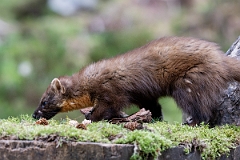 David Plant Photography - Wildlife Photography - Pine marten - S